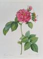 [Rosa Turbinata]