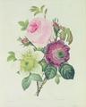[Rose, Anemone and Clematide]