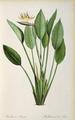 [Strelitzia Reginae]