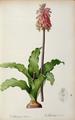 [Veltheimia Capensis]