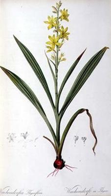 [Redoute - Wachendorfia Thyrsiflora] 