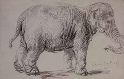 [Rembrandt - Elephant] 