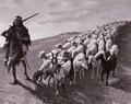 [Navajo Sheepherder]
