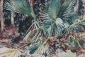 [Palmettos]