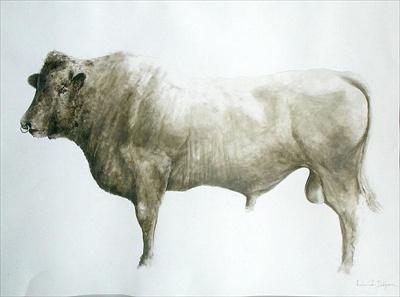 [Seligman - Islay Bull] 