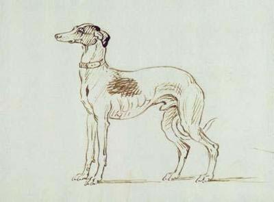 [Seymour - A Greyhound, Facing Left] 