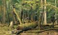 [Felled Oak]
