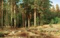 [Pine Wood]