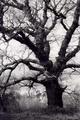 [Tree]