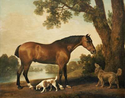 [Stubbs - A Bay Hunter, a Springer Spaniel and a Sussex Spaniel] 