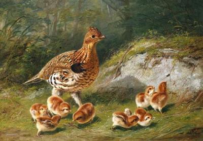 [Tait - A Grouse and Chicks] 