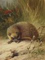 [A Hedgehog]