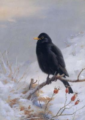 [Thorburn - In Winter's Grasp, Blackbird] 