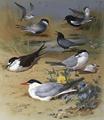 [Various Terns]