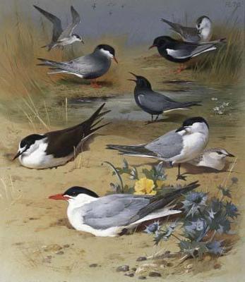 [Thorburn - Various Terns] 