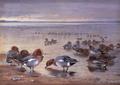 [Widgeon and Teal]