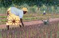 [Planting Onions]