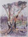 [After the Bush Fire]