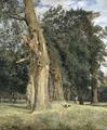 [Old Elms in Prater]
