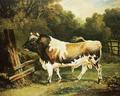 [Alderney Bull]