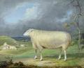 [Border Leicester Ewe]