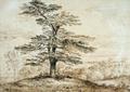 [Cedar on a Rise]