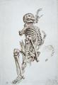 [Human Skeleton]