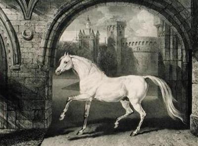 [Ward - Persian Horse] 