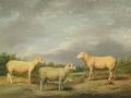 [Ryelands Sheep]
