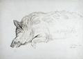 [Wild Boar]