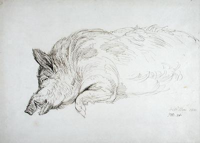 [Ward - Wild Boar] 