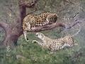 [Leopards]