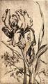 [Iris, 1947]